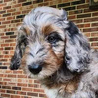Daisy, a female Aussiedoodle for sale in Columbia, TN – 2 of 10