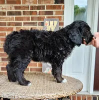 Snoopy, a male Aussiedoodle for sale in Columbia, TN – 10 of 10