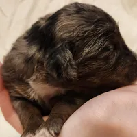 Misty, a female Aussiedoodle for sale in Columbia, TN – 5 of 10