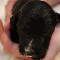 Scout, a male Aussiedoodle for sale in Columbia, TN – 5 of 10