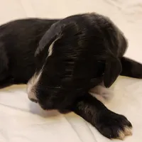 Trixie, a female Aussiedoodle for sale in Columbia, TN – 9 of 10