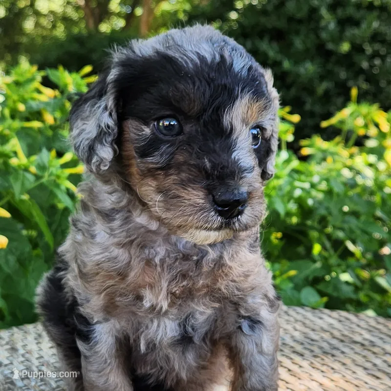 Pixie – Miniature Aussiedoodle puppy for sale in Columbia, TN