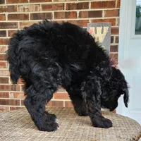 Scout, a male Aussiedoodle for sale in Columbia, TN – 10 of 10