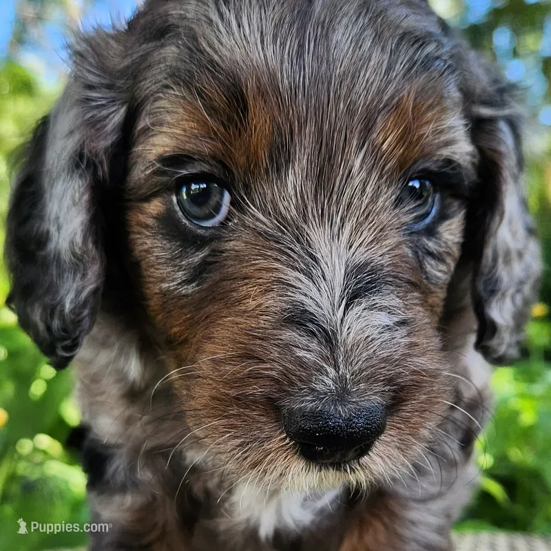 Daisy – Aussiedoodle puppy for sale in Columbia, TN