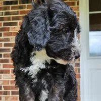 Snoopy, a male Aussiedoodle for sale in Columbia, TN – 2 of 10