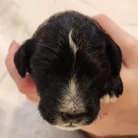 Trixie, a female Aussiedoodle for sale in Columbia, TN – 4 of 10