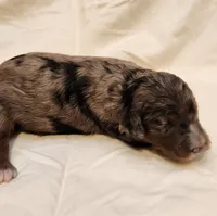Misty, a female Aussiedoodle for sale in Columbia, TN – 9 of 10
