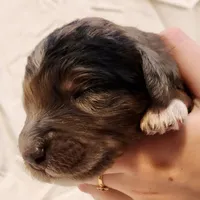 Diesel, a male Aussiedoodle for sale in Columbia, TN – 4 of 10