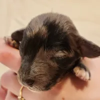 Pixie, a female Miniature Aussiedoodle for sale in Columbia, TN – 3 of 9