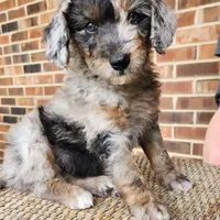 Pixie, a female Miniature Aussiedoodle for sale in Columbia, TN – 2 of 10