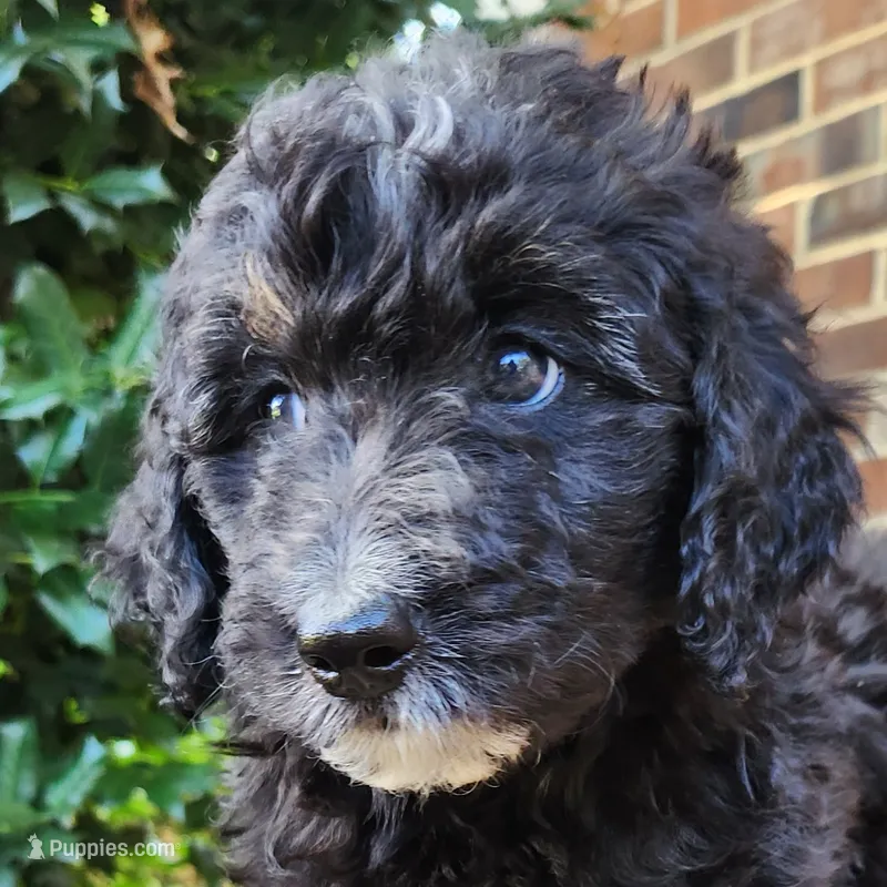 Stella – Aussiedoodle puppy for sale in Columbia, TN