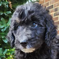 Stella, a female Aussiedoodle for sale in Columbia, TN – 1 of 10