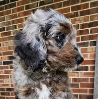 Daisy, a female Aussiedoodle for sale in Columbia, TN – 6 of 10