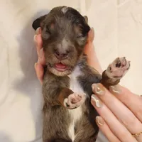 Diesel, a male Aussiedoodle for sale in Columbia, TN – 10 of 10