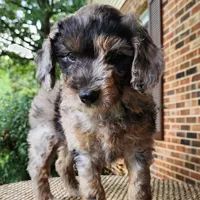 Pixie, a female Miniature Aussiedoodle for sale in Columbia, TN – 5 of 10