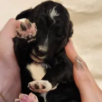 Stella, a female Aussiedoodle for sale in Columbia, TN – 9 of 10