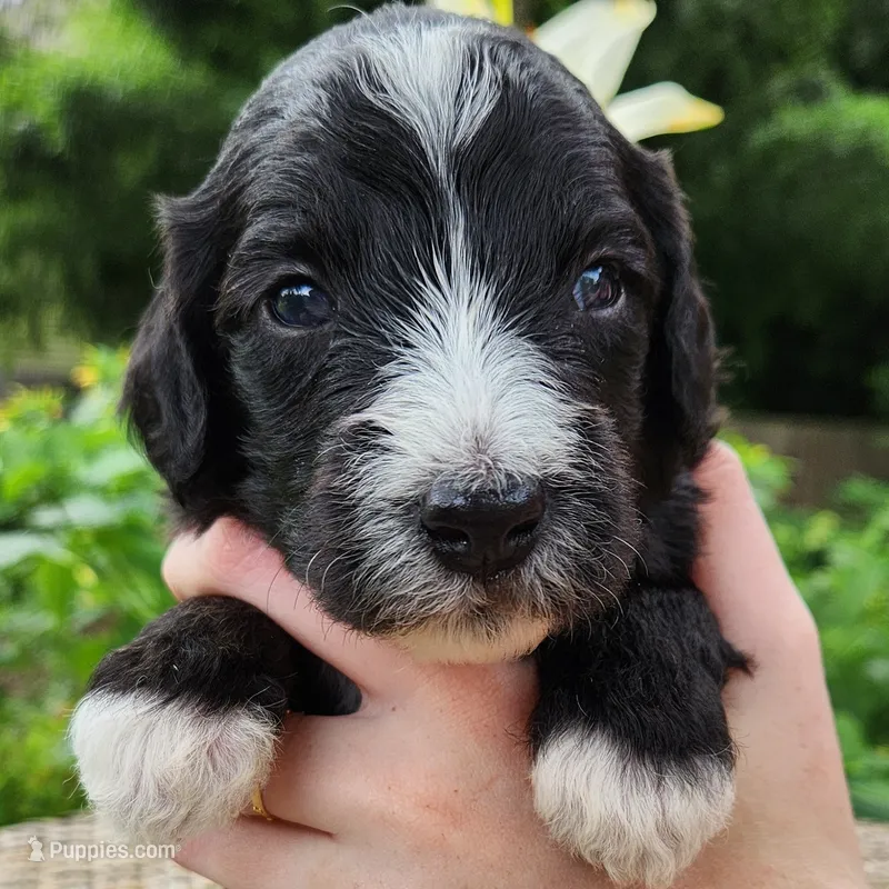 Snoopy – Aussiedoodle puppy for sale in Columbia, TN