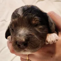 Diesel, a male Aussiedoodle for sale in Columbia, TN – 6 of 10