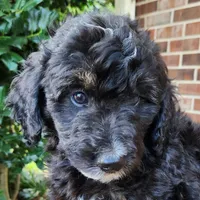 Stella, a female Aussiedoodle for sale in Columbia, TN – 2 of 10