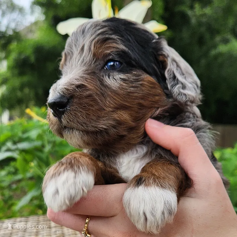 Diesel – Aussiedoodle puppy for sale in Columbia, TN
