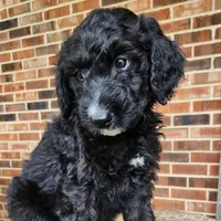 Scout, a male Aussiedoodle for sale in Columbia, TN – 4 of 10