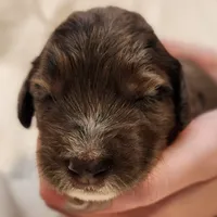 Daisy, a female Aussiedoodle for sale in Columbia, TN – 3 of 10
