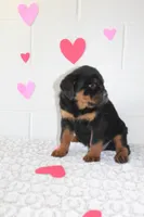 Chloe , a female Rottweiler for sale in Winesburg, OH – Photo 6 of 6