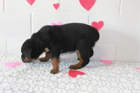 Chloe , a female Rottweiler for sale in Winesburg, OH – Photo 5 of 6