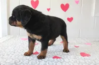 Chloe , a female Rottweiler for sale in Winesburg, OH – Photo 3 of 6