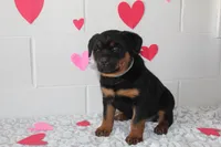 Bella, a female Rottweiler for sale in Winesburg, OH – Photo 3 of 4