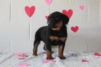 Bella, a female Rottweiler for sale in Winesburg, OH – Photo 2 of 4
