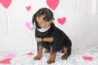 Bella, a female Rottweiler for sale in Winesburg, OH – Photo 4 of 4