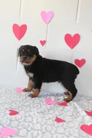 Ted, a male Rottweiler for sale in Winesburg, OH – Photo 3 of 3
