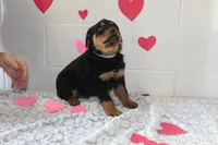 Ted, a male Rottweiler for sale in Winesburg, OH – Photo 2 of 3