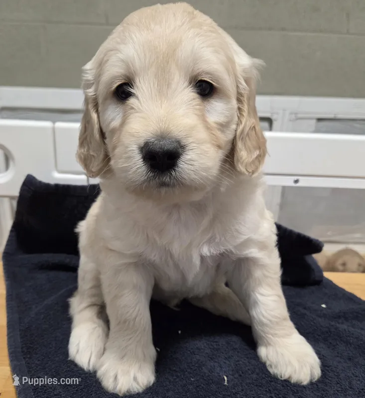 Goldendoodle green – English Goldendoodle puppy for sale in Staunton, VA
