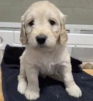 Goldendoodle green, a male English Goldendoodle for sale in Staunton, VA – Photo 1 of 3