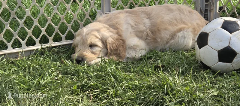 Goldendoodle yellow  – English Goldendoodle puppy for sale in Staunton, VA