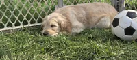Goldendoodle yellow , a male English Goldendoodle for sale in Staunton, VA – Photo 1 of 3