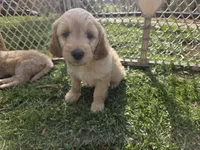Goldendoodle yellow , a male English Goldendoodle for sale in Staunton, VA – Photo 3 of 3
