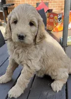 Goldendoodle yellow , a male English Goldendoodle for sale in Staunton, VA – Photo 2 of 3