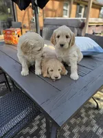 Goldendoodle blue, a male English Goldendoodle for sale in Staunton, VA – Photo 3 of 3