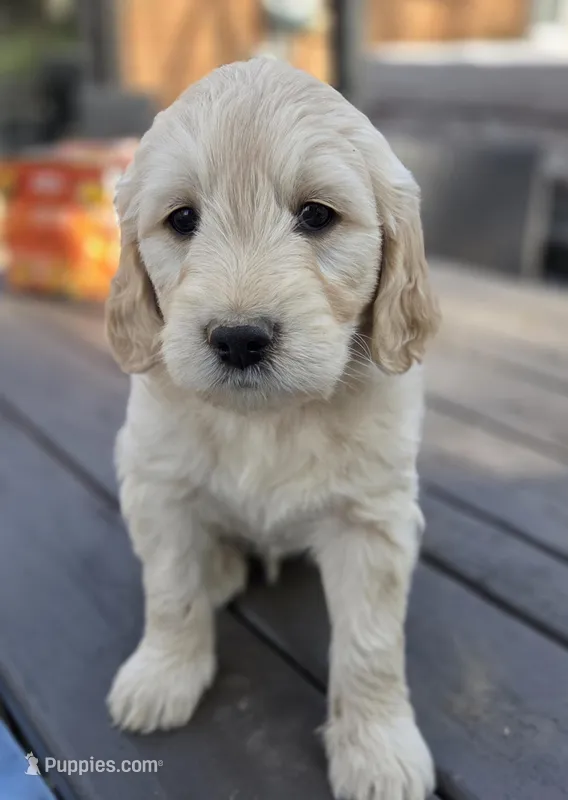 Goldendoodle blue – English Goldendoodle puppy for sale in Staunton, VA