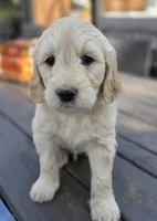 Goldendoodle blue, a male English Goldendoodle for sale in Staunton, VA – Photo 1 of 3