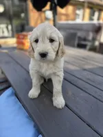 Goldendoodle blue, a male English Goldendoodle for sale in Staunton, VA – Photo 2 of 3