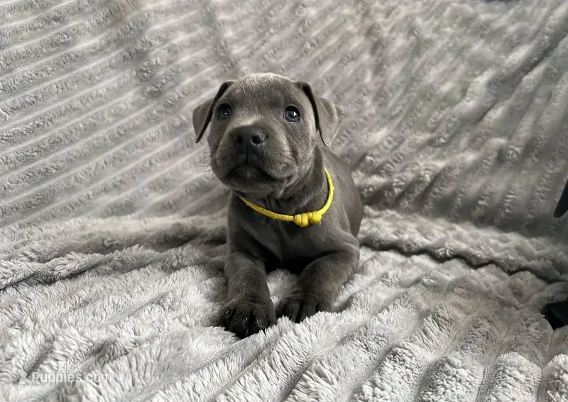 Bella – Staffordshire Bull Terrier puppy for sale in Redding, CA
