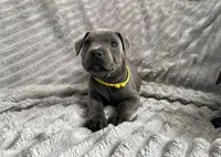 Bella, a female Staffordshire Bull Terrier for sale in Redding, CA – 1 of 1