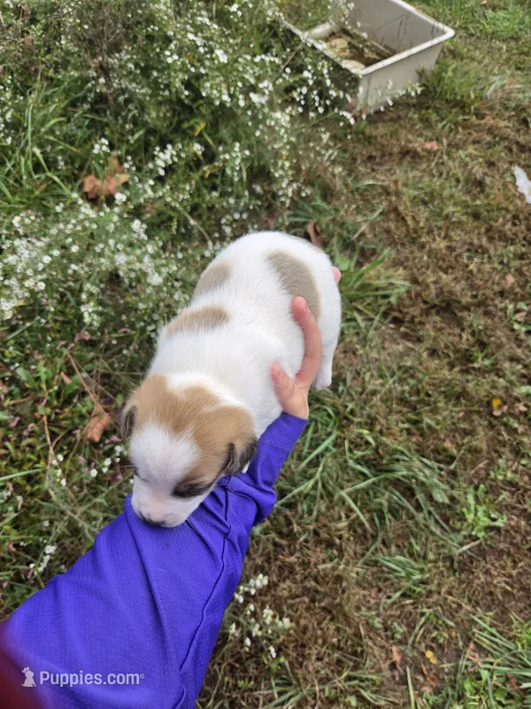 Puppy 1 – Jack Russell Terrier puppy for sale in Scottsburg, IN