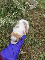 Puppy 1, a male Jack Russell Terrier for sale in Scottsburg, IN – 1 of 4