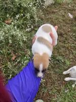 Puppy 2, a male Jack Russell Terrier for sale in Scottsburg, IN – 6 of 6