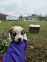 Puppy 1, a male Jack Russell Terrier for sale in Scottsburg, IN – 2 of 4